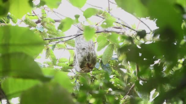 发白喉的树懒 Bradypus Tridactylus 或三趾树懒雄 挂在树上时挠背 — 图库视频影像