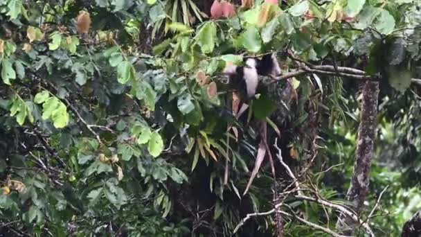 北部的Tamandua Tamandua Mexicana 或更小的食蚁兽 在大雨中在树梢上挣扎寻找食物 — 图库视频影像