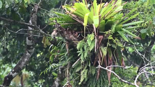 Tamandua Norte Tamandua Mexicana Tamandua Menor Busca Comida Entre Copas — Vídeo de Stock