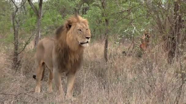 León Macho Está Hierba Alta Alerta Vigilante — Vídeo de stock