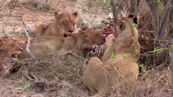 Primo Piano Orgoglio Leoni Che Banchettano Una Zebra — Video Stock