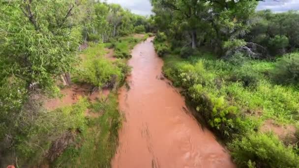 San Pedro Rivier Met Groene Katoenbomen Kantelfoto Uitzicht Vanaf Brug — Stockvideo