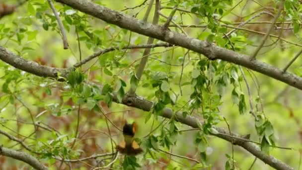 Pouco Mais Novo Mundo Warbler Redstart Americano Setophaga Ruticilla Com — Vídeo de Stock