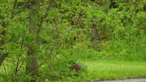 Curiosa Marmota Marmota Monax Forrajeando Borde Del Bosque Subir Tronco — Vídeo de stock