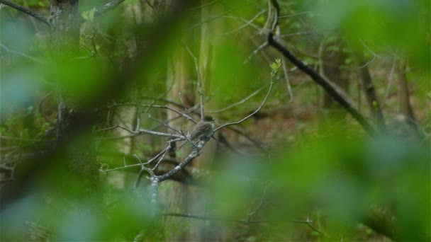 大きな頭の小さなパッセリンの鳥 東部のフォエベ サヨニス フォエベは 自然のままの森林環境で木の枝に腰掛け 選択的な焦点野生動物を撮影 — ストック動画