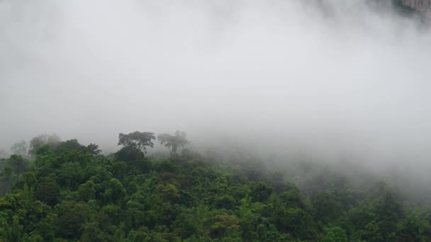 Nebel Der Sich Langsam Nach Links Bewegt Und Einen Dschungel — Stockvideo