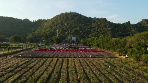 Filmato Aereo Costante Del Parco Dei Fiori Hokkaido Khao Yai — Video Stock