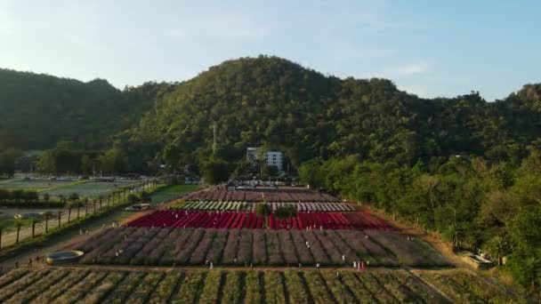 Parque Flores Hokkaido Khaoyai Imágenes Aéreas Ascendentes Que Revelan Todo — Vídeo de stock