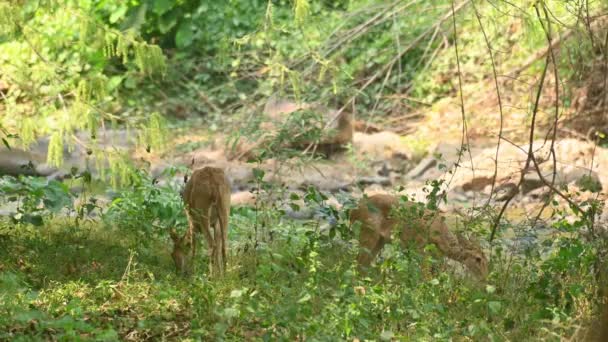 Twee Vrouwelijke Eld Deer Panolia Eldii Grazen Bedekt Met Een — Stockvideo