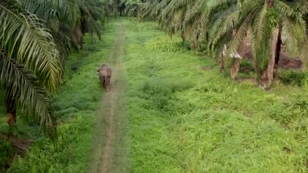 Aerial Shot Pygmy Elephant Walking Alone Malaysian Palm Plantation Drone — стоковое видео
