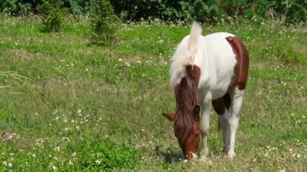Cavalo Branco Castanho Pastando Uma Pastagem Uma Fazenda Durante Dia — Vídeo de Stock
