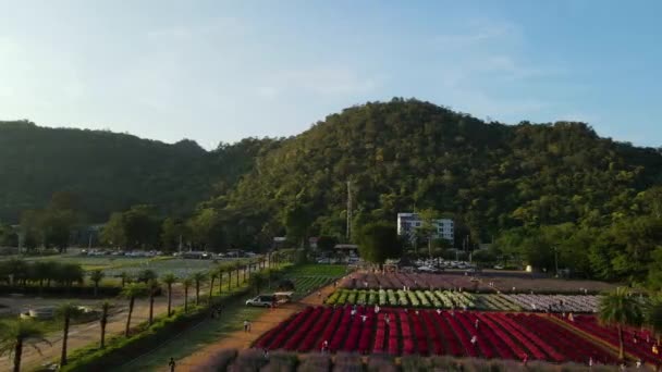 Flygbilder Glida Till Höger Hokkaido Blomma Park Khaoyai Avslöjar Blommande — Stockvideo