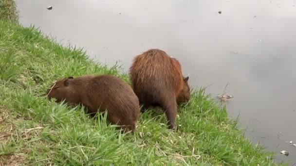 Két Capybara Eszik Egy Kis Füvet Víz Mellett — Stock videók