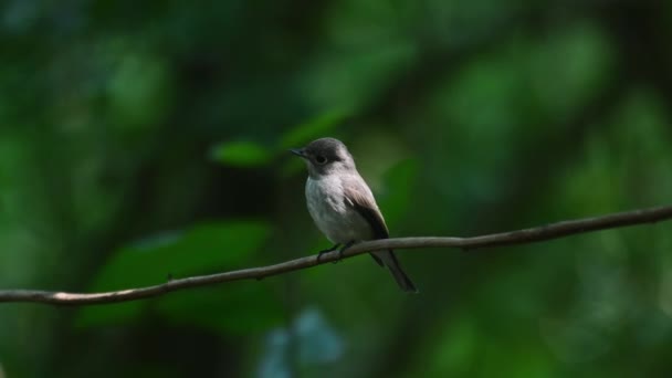 在泰国穆希卡巴的Chonburi Dark Sided Flycatcher Muscicapa Sibiricai看到一只在藤蔓上荡来荡去 享受着片刻的快乐 然后当一只跳蚤来到这里和它一起玩耍的时候 它便突然出现了 — 图库视频影像