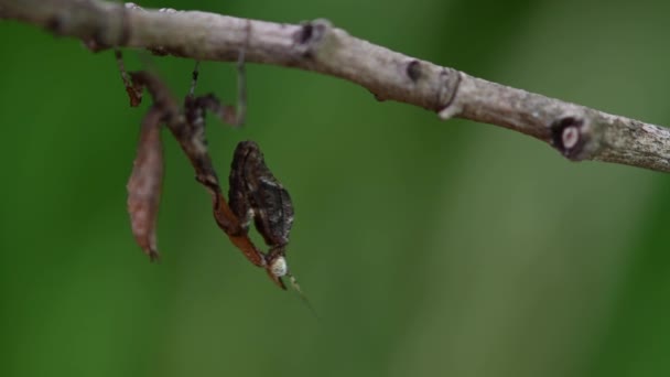 Uppflugna Kvist Som Denna Mycket Lilla Bön Mantis Skakar Sin — Stockvideo