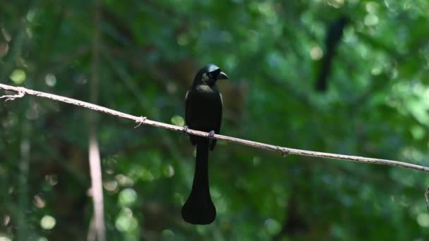 Captured Perched Twig Looks While Another One Seen Background Racket — Stock Video