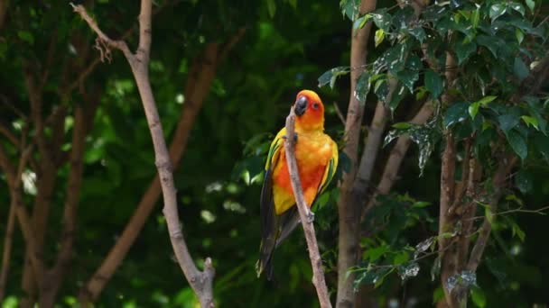 Sun Conure Sun Parakeet Kauwen Het Puntje Van Tak Dan — Stockvideo