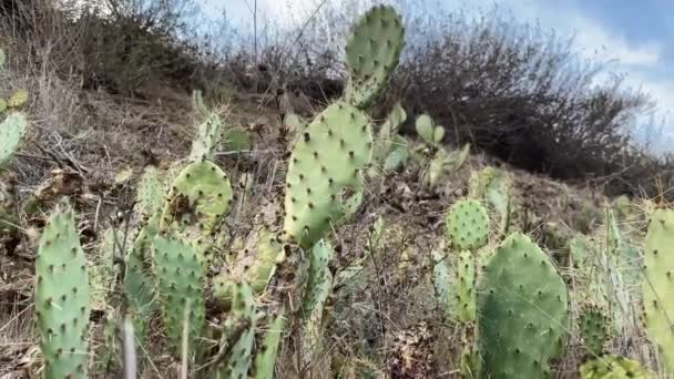 Cacti Sendero Local California — Vídeos de Stock
