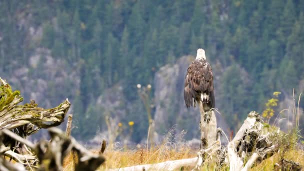 Águila Calva Posada Sobre Tronco Árbol Caído Mirando Alrededor Disparo — Vídeo de stock