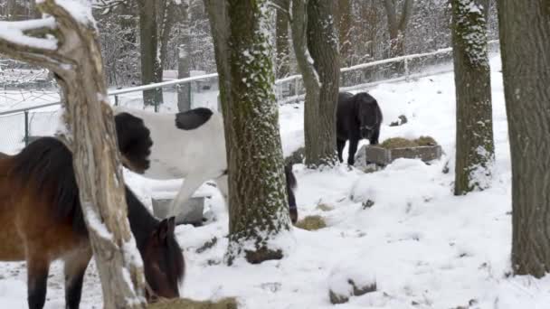 Gruppe Schöner Pferde Die Auf Einem Schneebedeckten Feld Grasen Wintersaison — Stockvideo