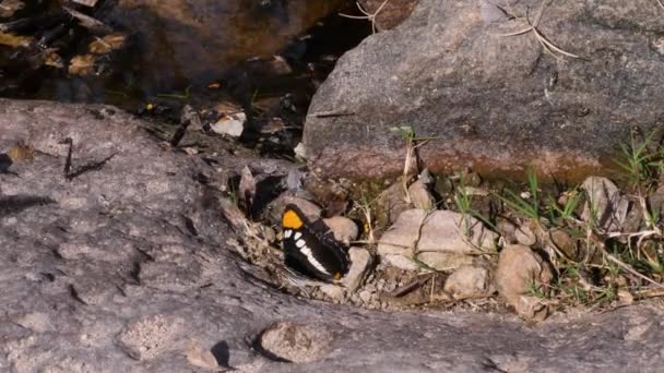 Arizona Sister Butterflies Flying Watering Hole — Stock Video