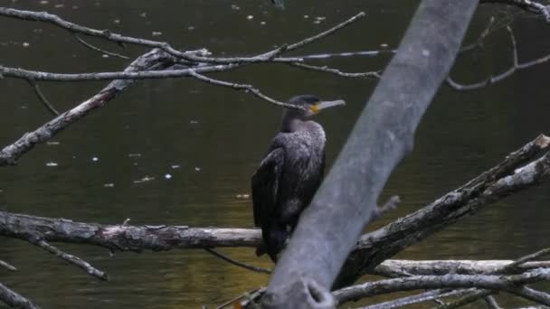 栖息在公园湖中的水鸟残枝上晒干猎食鱼向前冲到特写镜头前 — 图库视频影像
