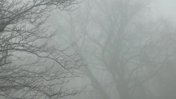 Froid Décembre Fantomatique Hantant Les Branches Arbres Sans Feuilles Silhouette — Video