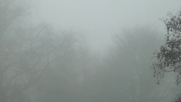 Koude December Spookachtige Bladloze Takken Silhouet Dichte Winter Mist Zoom — Stockvideo