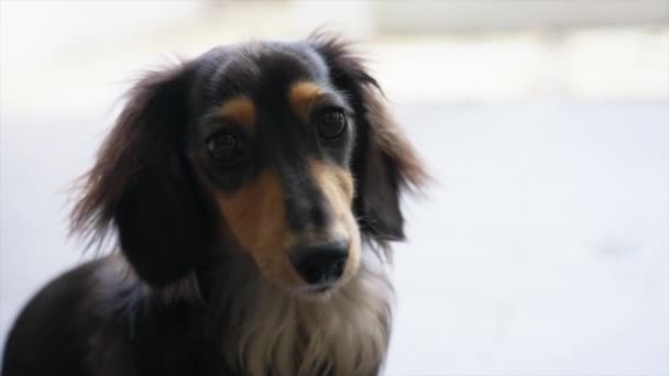 Lento Tiro Movimento Miniatura Cabelos Longos Dachshund Olhando Pensativo — Vídeo de Stock