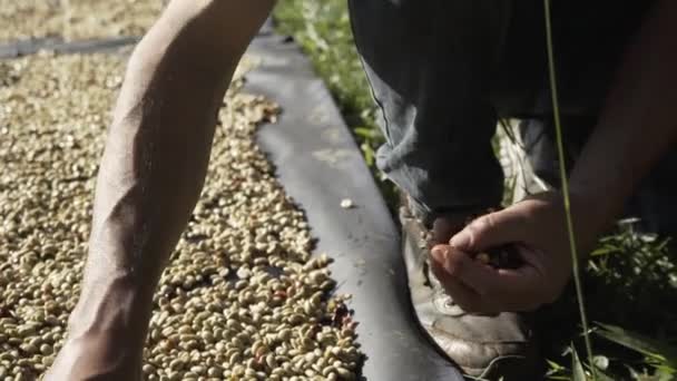 Het Vuil Van Vruchten Uit Koffiebonen Halen — Stockvideo