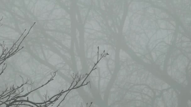 Koude December Spookachtige Bladloze Boomtakken Silhouet Dichte Winter Mist Duwen — Stockvideo