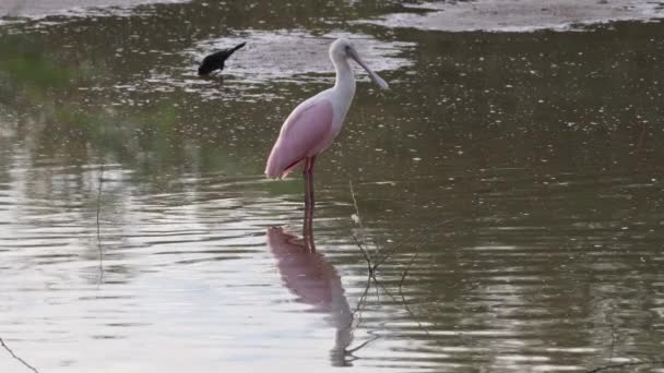 Espátula Rosada Está Junto Cuervo Aguas Poco Profundas — Vídeos de Stock