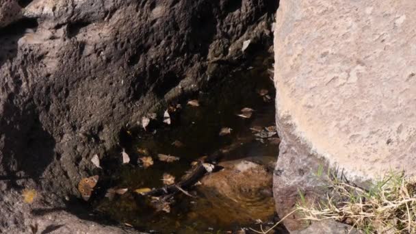 Fjärilar Flyger Och Dör Ett Vattenhål Arizona — Stockvideo