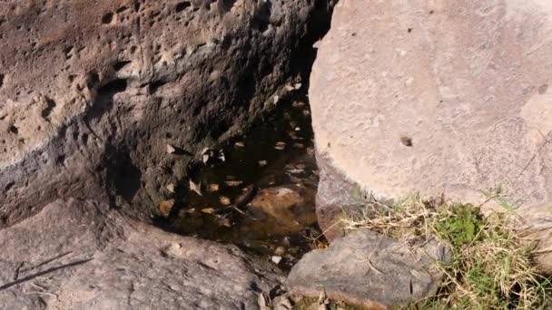 Massi Contenenti Insetti Acqua Scarsa Nel Deserto — Video Stock