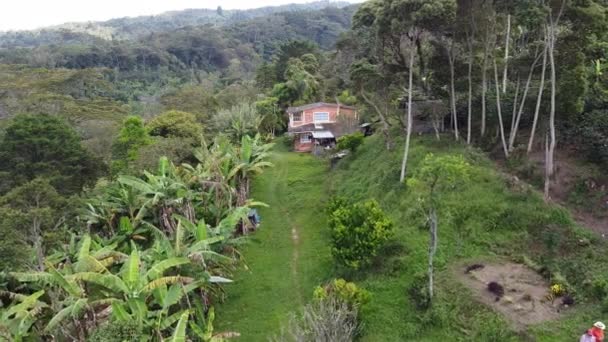 Granja Café Plátano Colombia — Vídeo de stock