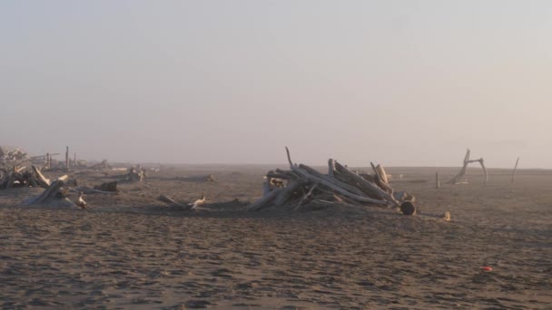 Два Человека Сидят Пляже Буллардс Туманной Золотой Дымкой — стоковое видео