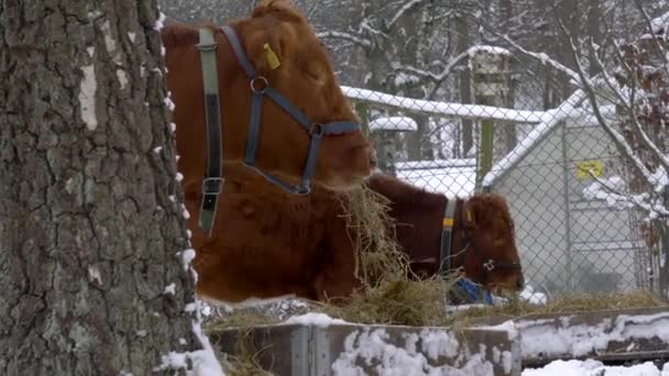 Ritratto Mucche Marroni Che Mangiano Paglia Paesaggi Innevati Clima Invernale — Video Stock