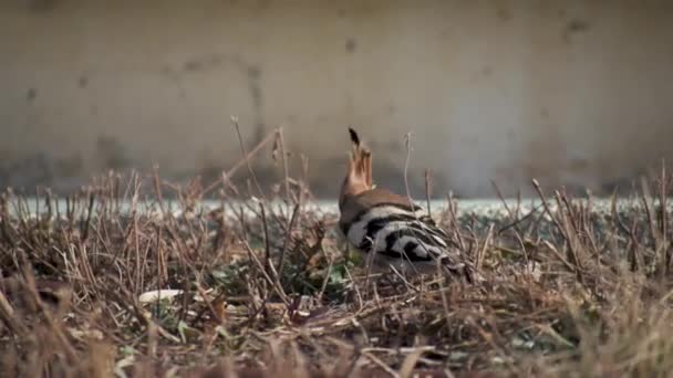 Duchifat Pássaro Procura Comida Slow Motion — Vídeo de Stock