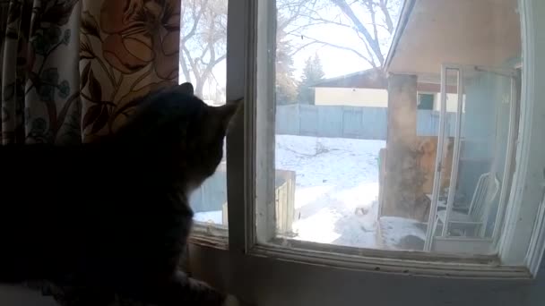 アルバータ州の冬の間の雪を見ている小さなタビー猫カナダ — ストック動画