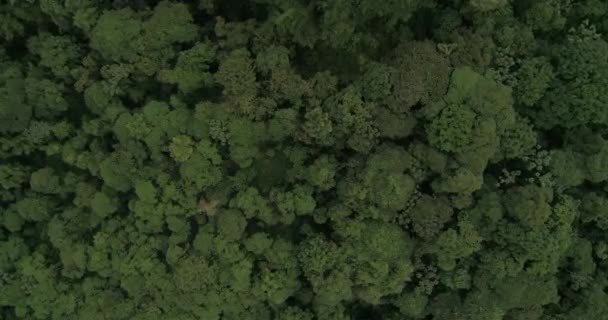 Forêt Tropicale Équatorienne Haut Tir Drone Dans Zone Choco Équateur — Video