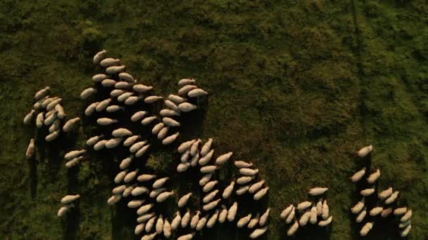 Calm Summer Evening Aerial Top View Herd White Sheep Grazing — Stock Video
