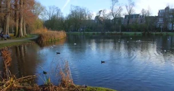Hollanda Amsterdam Daki Halk Parkında Vondelpark Taki Gölde Yüzen Yüzen — Stok video