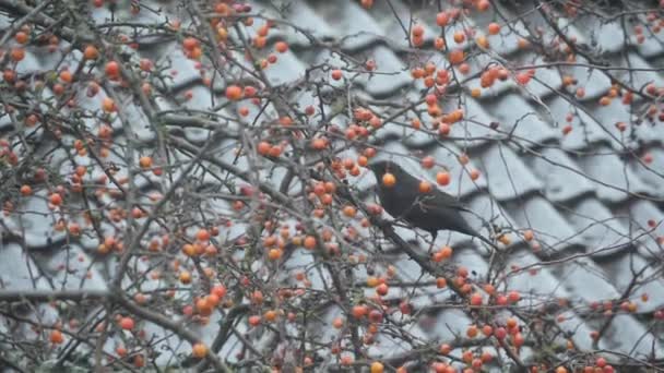 鳥が木の実を食べて — ストック動画