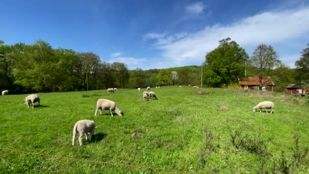 Campo Verde Lleno Ovejas Blancas — Vídeos de Stock