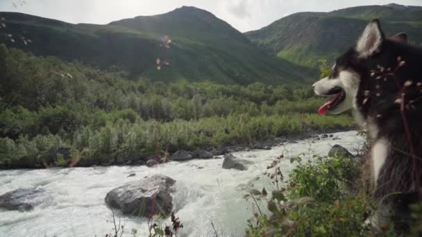 Alaskan Malamute Odpoczywa Nad Brzegiem Rzeki Latem Górach Lyngsdalen Norwegii — Wideo stockowe