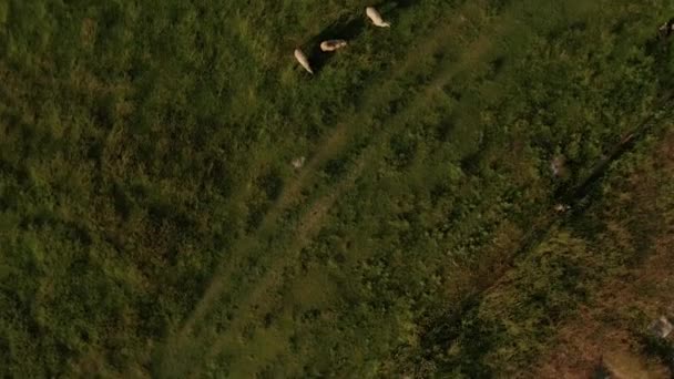 Imagens Aéreas Revelam Vista Ovelhas Brancas Pastando Prado — Vídeo de Stock