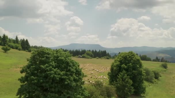 Luchtfoto Uitzicht Honderden Witte Bruine Schapen Grazen Een Weide Met — Stockvideo