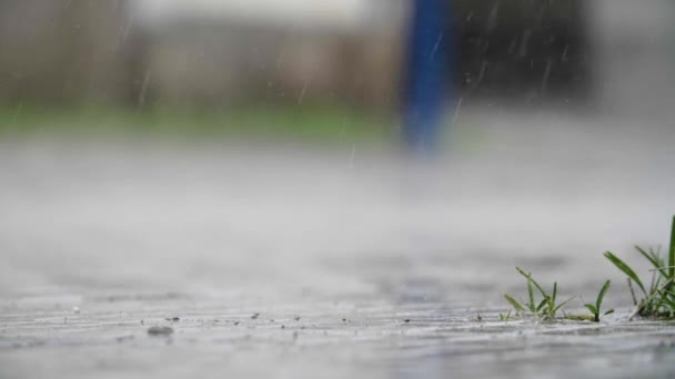 Chuva Caindo Pequeno Pedaço Grama Plantas Ambiente Urbano Câmera Lenta — Vídeo de Stock