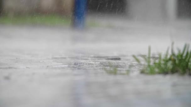 Regen Valt Een Klein Stukje Gras Planten Een Stedelijke Omgeving — Stockvideo