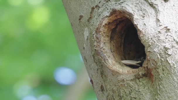 Vue Rapprochée Pic Somnolent Poussin Intérieur Nid Arbre Statique Jour — Video